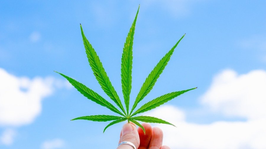 El CBD, o cannabidiol, es uno de los más de 100 cannabinoides encontrados en la planta de cannabis